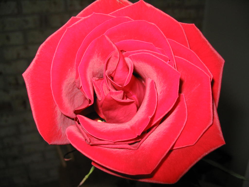 ~*RoSe*~