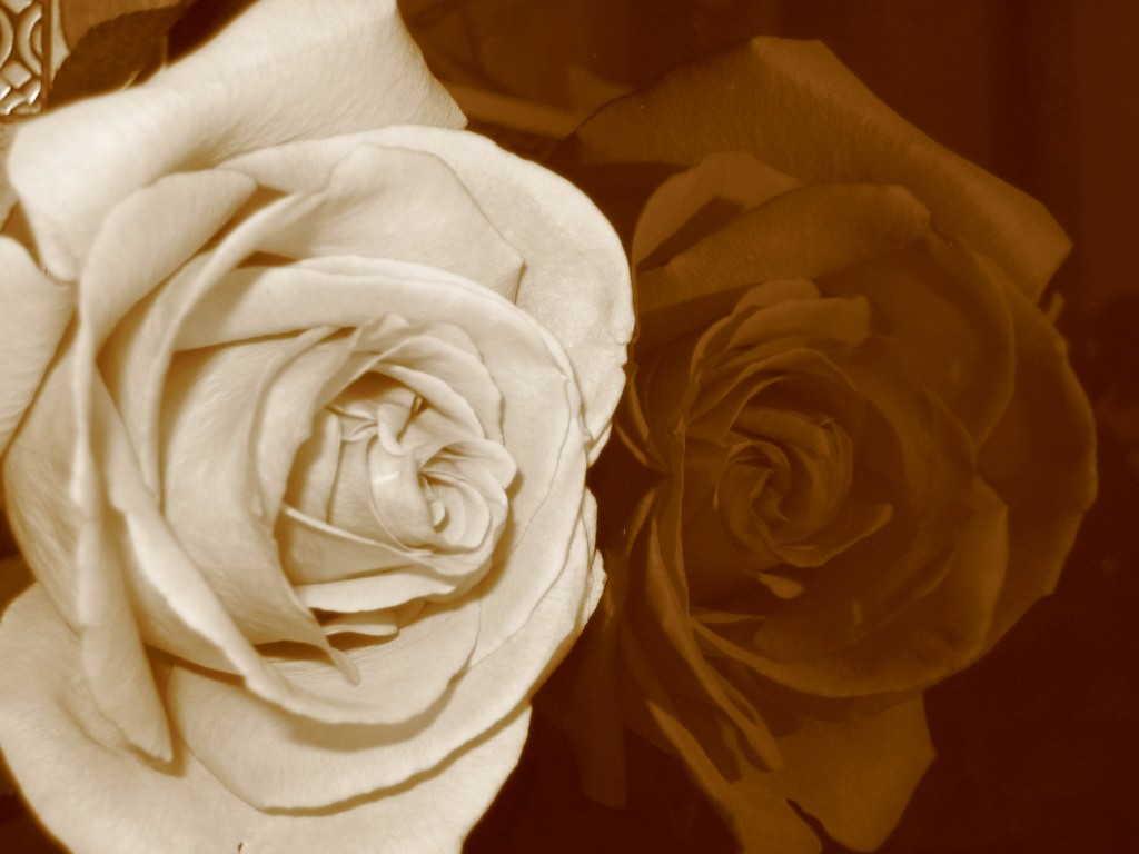 *Rose*