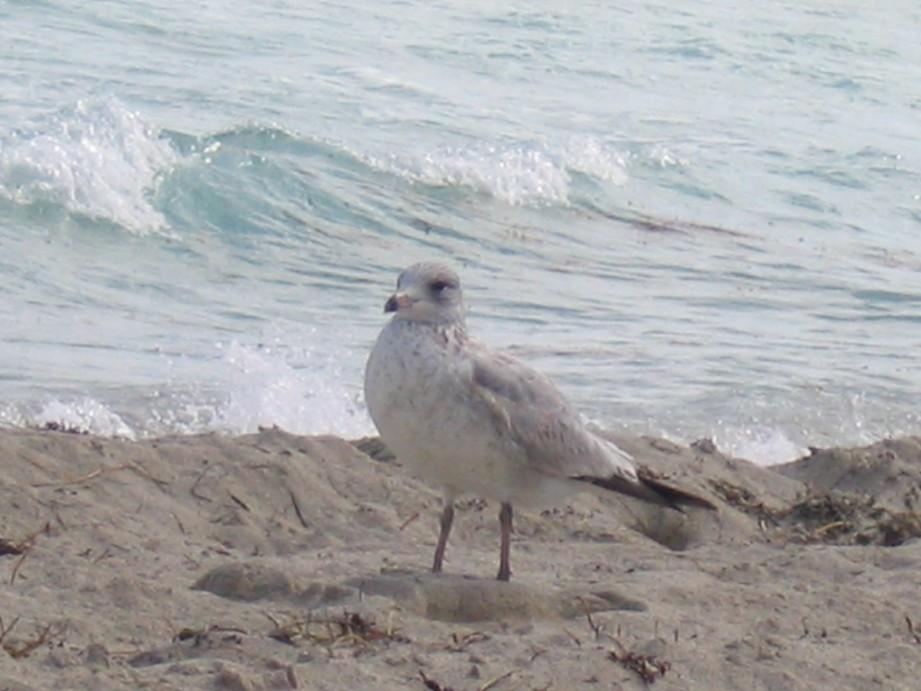   Miami.