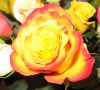 ~*Rose*~