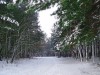 Зима в лесу
