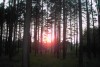 Закат в Клинцовском лесу